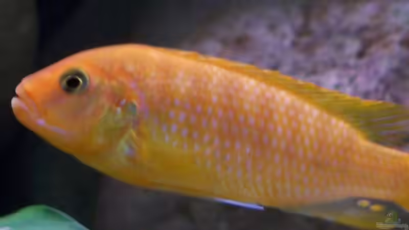 Besatz im Aquarium Becken 2132 von Steve Röhning (20)