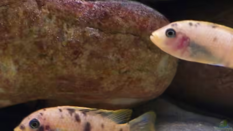 Besatz im Aquarium Becken 2132 von Steve Röhning (21)