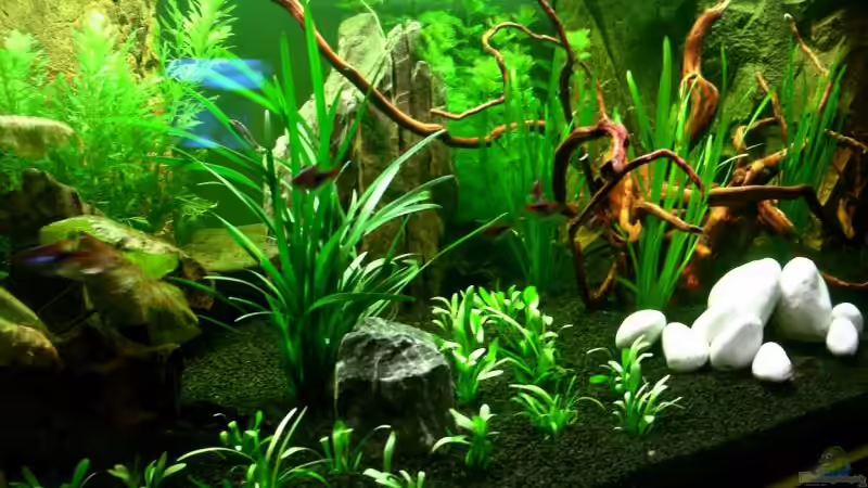 Besatz im Aquarium Becken 2132 von Steve Röhning (22)