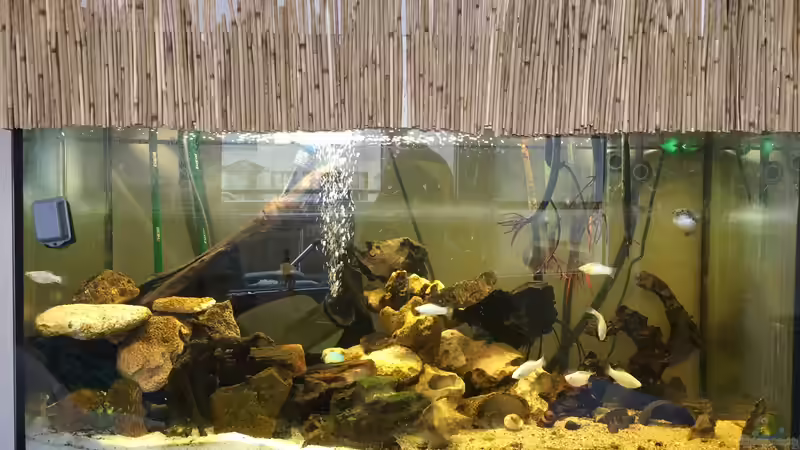 Besatz im Aquarium Becken 2132 von Steve Röhning (23)