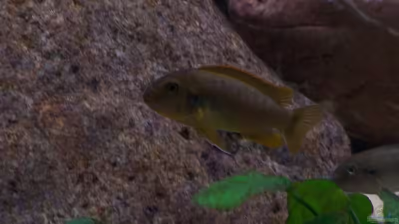 Besatz im Aquarium Becken 2132 von Steve Röhning (24)