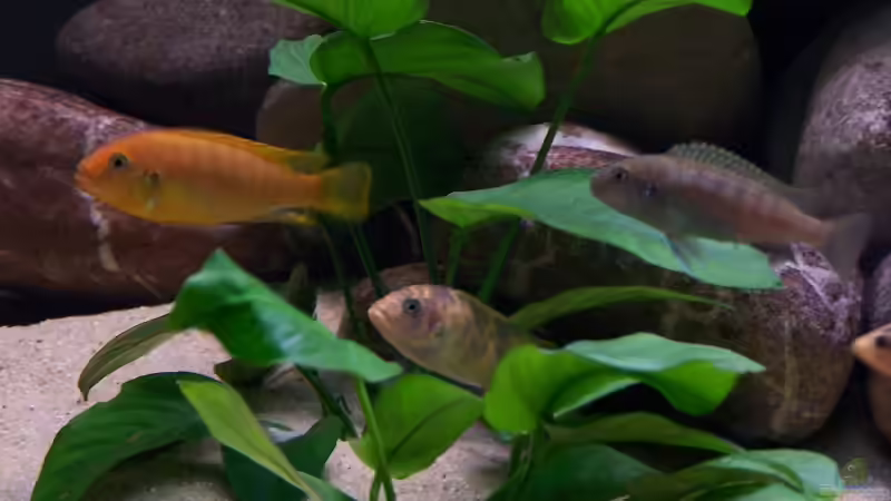 Besatz im Aquarium Becken 2132 von Steve Röhning (25)