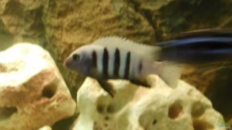 Besatz im Aquarium Becken 215 von Alexander Klein (14)