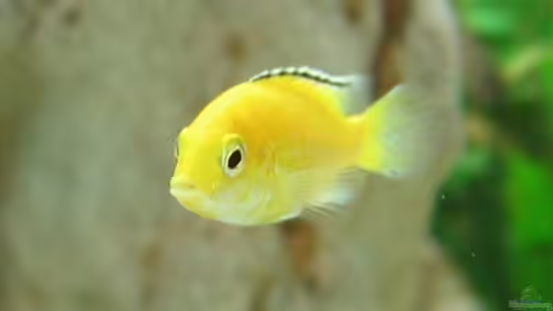 Besatz im Aquarium Becken 215 von Alexander Klein (16)