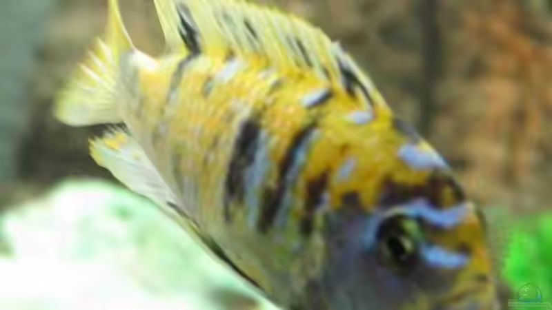 Besatz im Aquarium Becken 215 von Alexander Klein (17)