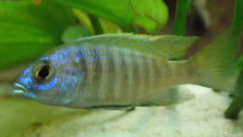 Besatz im Aquarium Becken 215 von Alexander Klein (18)