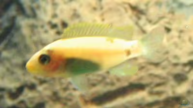 Besatz im Aquarium Becken 215 von Alexander Klein (19)