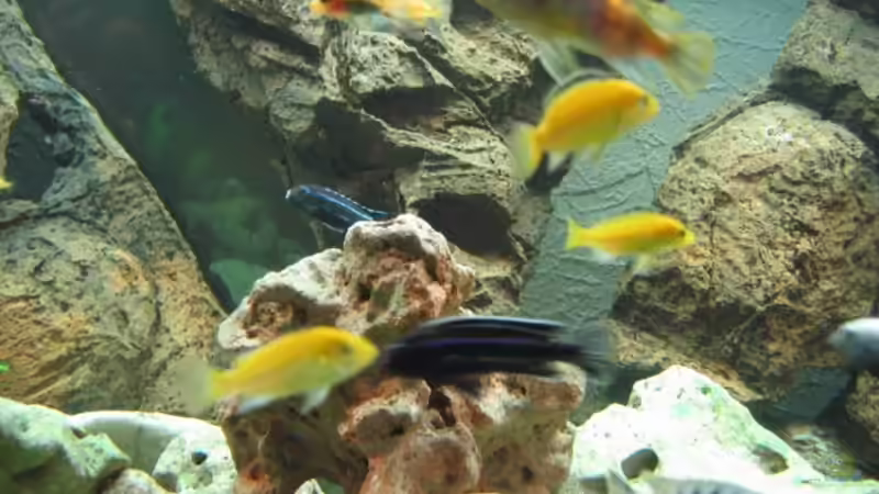 Besatz im Aquarium Becken 215 von Alexander Klein (20)