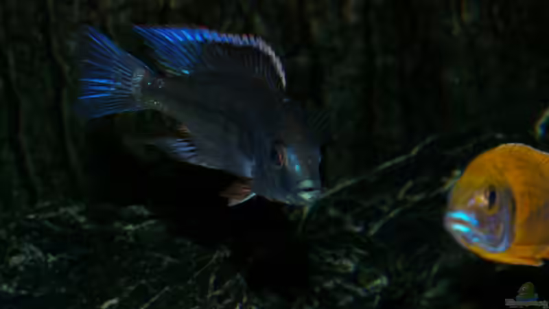 Besatz im Aquarium Becken 2158 von Kresimir Prpic (11)