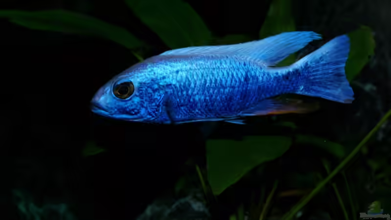 Besatz im Aquarium Becken 2158 von Kresimir Prpic (12)