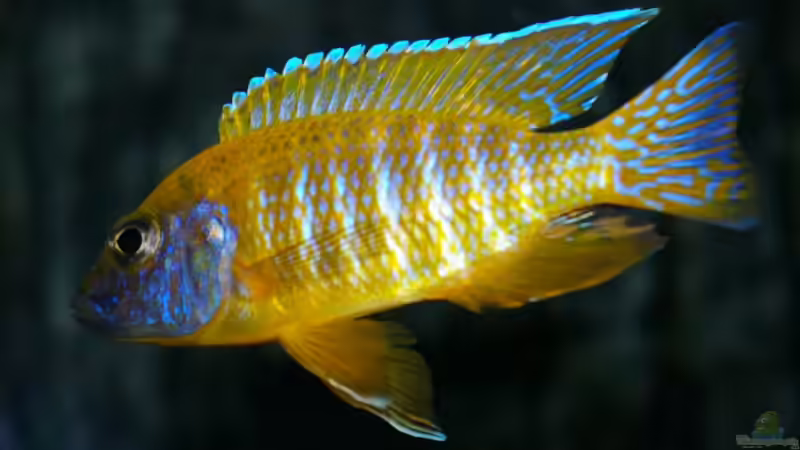 Besatz im Aquarium Becken 2158 von Kresimir Prpic (8)