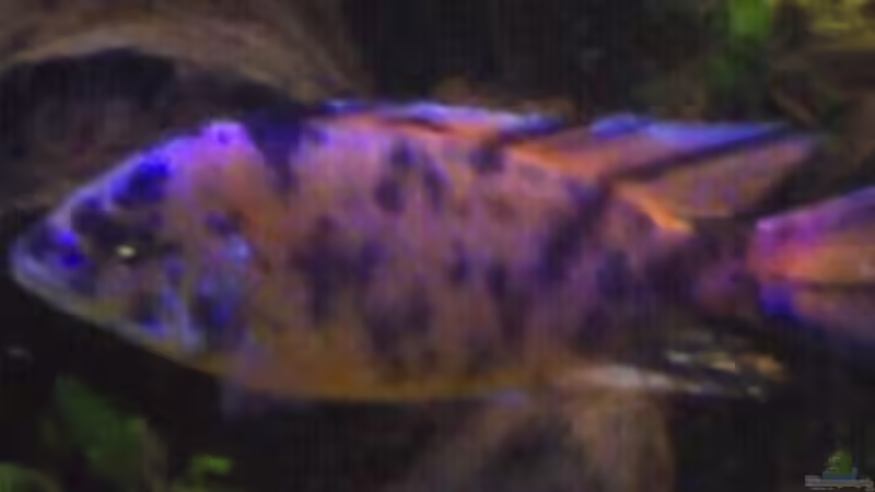 Besatz im Aquarium Becken 21599 von Michael Kreutz (8)