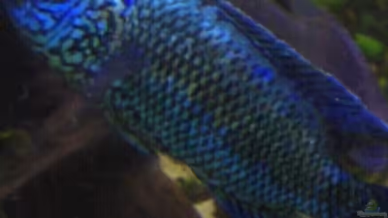 Besatz im Aquarium Becken 21599 von Michael Kreutz (9)