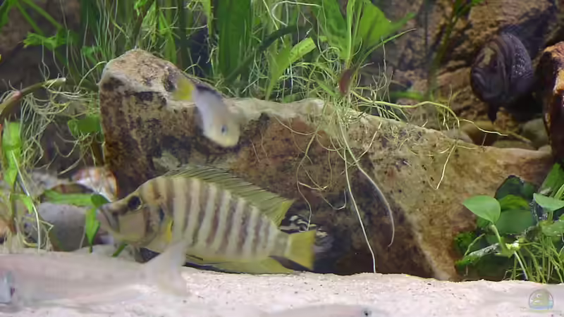 Besatz im Aquarium Becken 216 von Norbert Ruhnau (17)