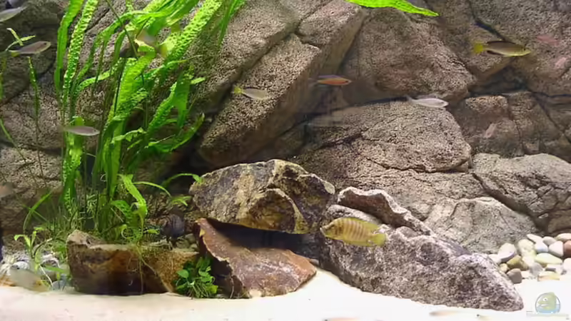 Besatz im Aquarium Becken 216 von Norbert Ruhnau (18)