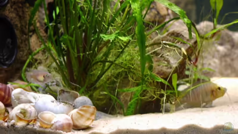 Besatz im Aquarium Becken 216 von Norbert Ruhnau (20)