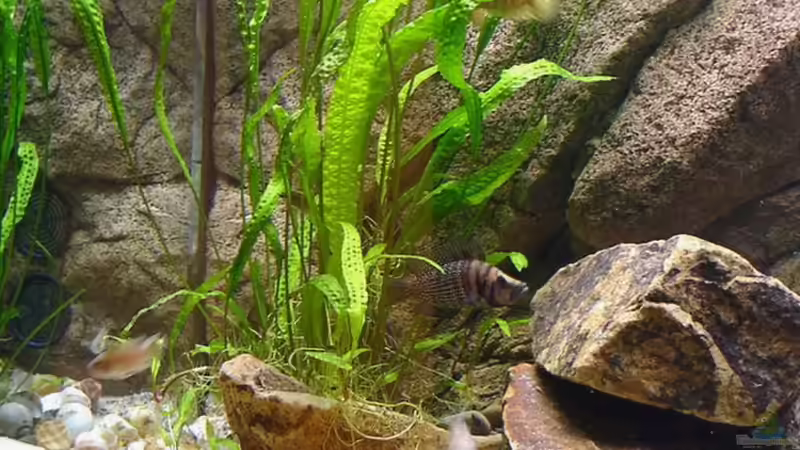 Besatz im Aquarium Becken 216 von Norbert Ruhnau (22)