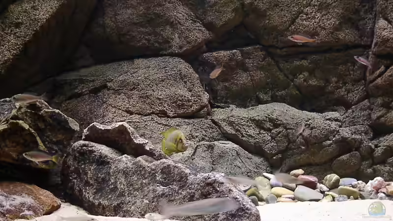 Besatz im Aquarium Becken 216 von Norbert Ruhnau (24)