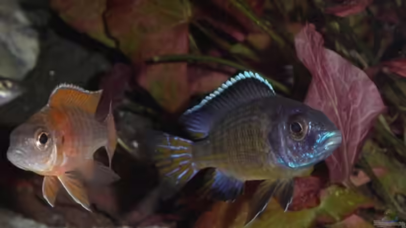 Besatz im Aquarium Becken 2161 von Marko Schulz (5)