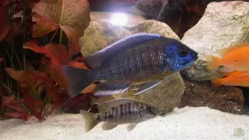 Besatz im Aquarium Becken 2161 von Marko Schulz (6)