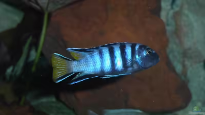 Besatz im Aquarium Becken 2161 von Marko Schulz (7)