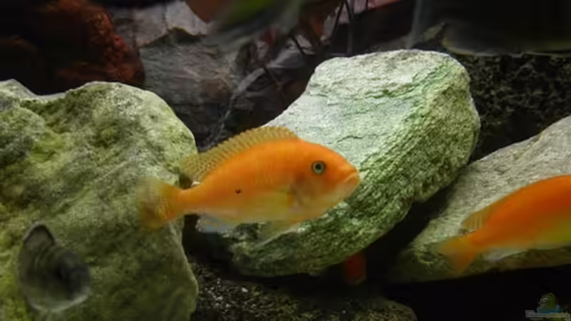 Besatz im Aquarium Becken 2161 von Marko Schulz (8)