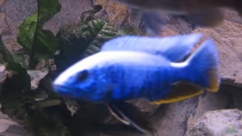 Besatz im Aquarium Becken 2162 von Kasanga (10)