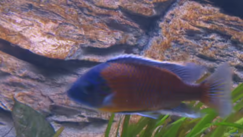Besatz im Aquarium Becken 2162 von Kasanga (11)