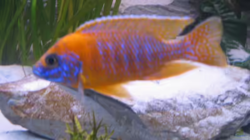 Besatz im Aquarium Becken 2162 von Kasanga (12)