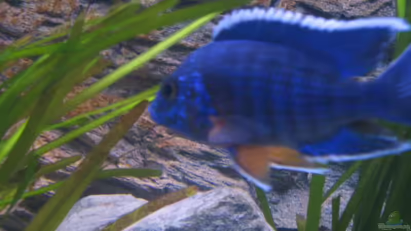 Besatz im Aquarium Becken 2162 von Kasanga (14)