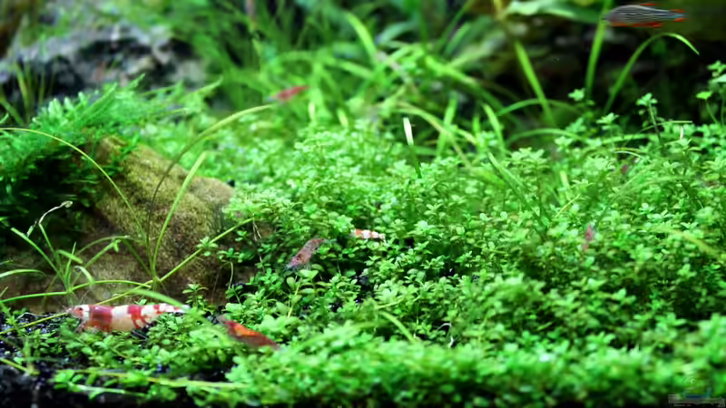 Besatz im Aquarium Becken 21656 von die Perle... (35)