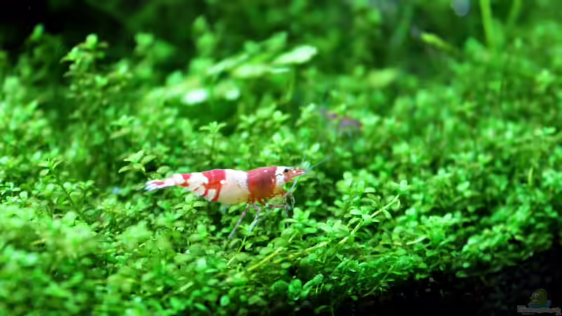 Besatz im Aquarium Becken 21656 von die Perle... (37)