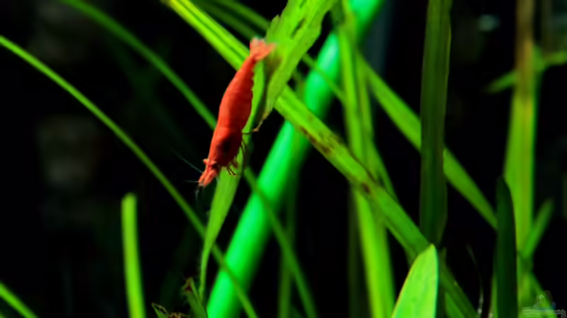 Besatz im Aquarium Becken 21656 von die Perle... (38)