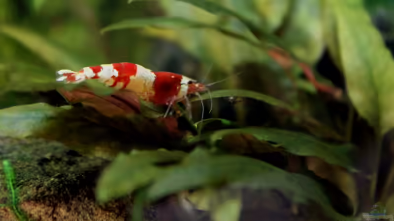 Besatz im Aquarium Becken 21656 von die Perle... (41)