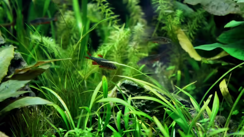 Besatz im Aquarium Becken 21656 von die Perle... (42)