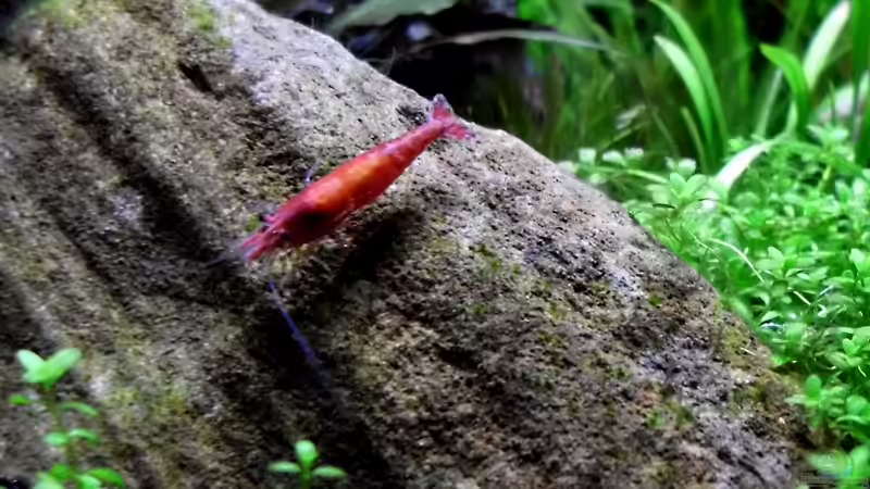 Besatz im Aquarium Becken 21656 von die Perle... (43)