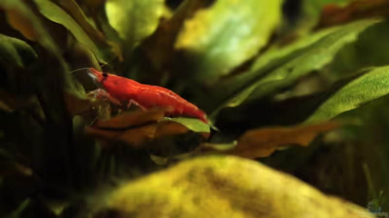 Besatz im Aquarium Becken 21656 von die Perle... (44)