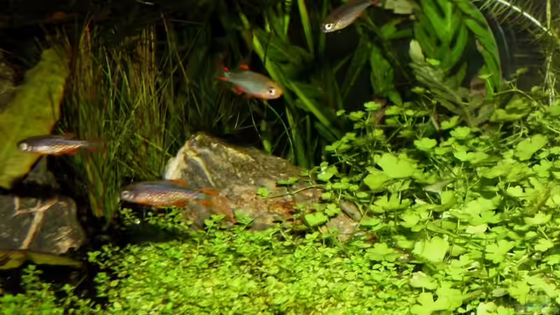 Besatz im Aquarium Becken 21656 von die Perle... (47)