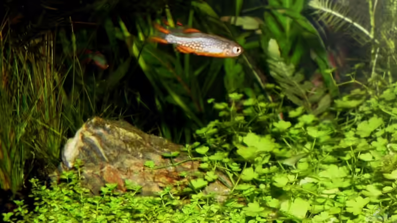 Besatz im Aquarium Becken 21656 von die Perle... (49)