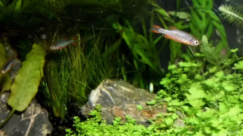 Besatz im Aquarium Becken 21656 von die Perle... (50)