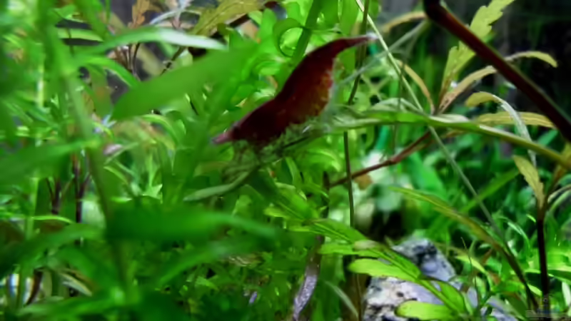 Besatz im Aquarium Becken 21656 von die Perle... (52)