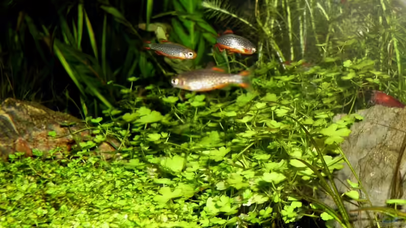 Besatz im Aquarium Becken 21656 von die Perle... (53)