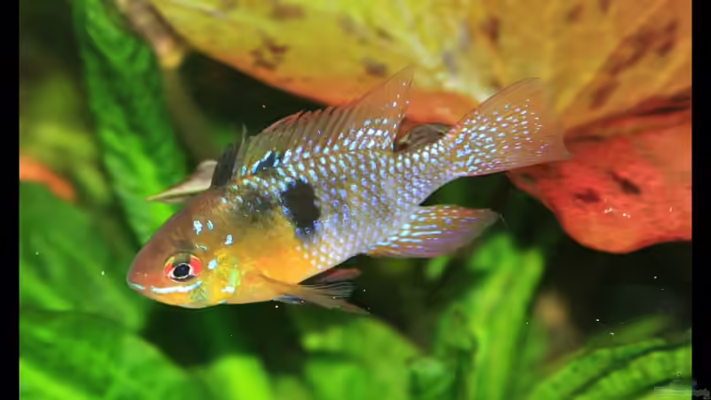 Besatz im Aquarium Becken 2168 von Johann Fellner (18)