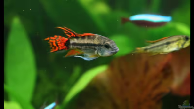 Besatz im Aquarium Becken 2168 von Johann Fellner (20)