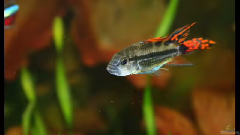 Besatz im Aquarium Becken 2168 von Johann Fellner (21)