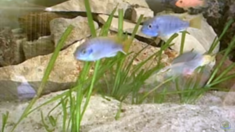 Besatz im Aquarium Becken 2173 von Stefan Saal (10)