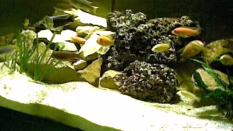 Besatz im Aquarium Becken 2173 von Stefan Saal (11)