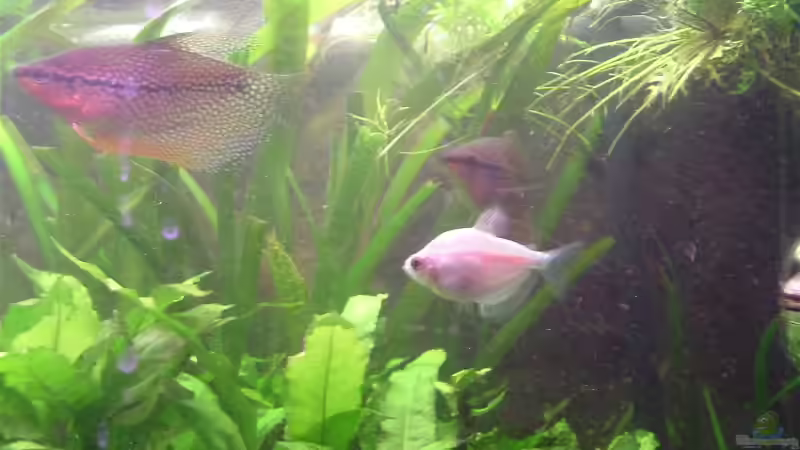 Besatz im Aquarium Becken 2177 von Oliver Krell (10)