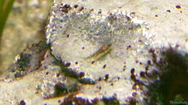 Besatz im Aquarium Becken 218 von Michael Knorr (8)