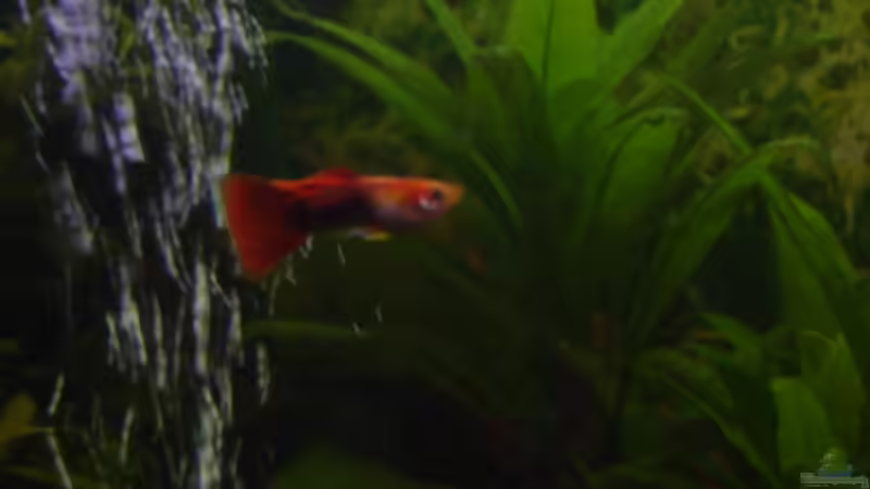 Besatz im Aquarium Becken 2182 von Daniela Echter (6)